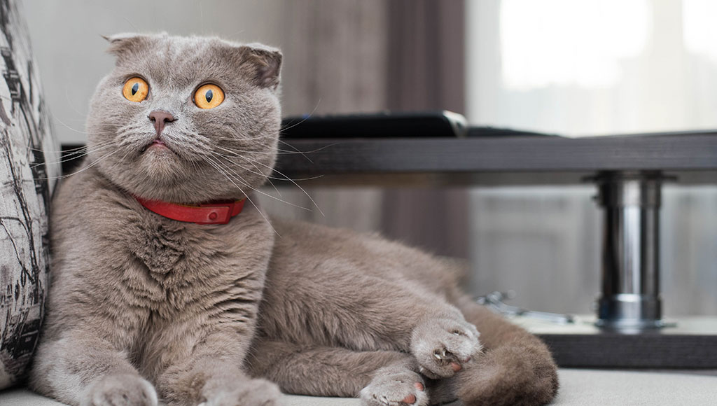 scottish fold cat